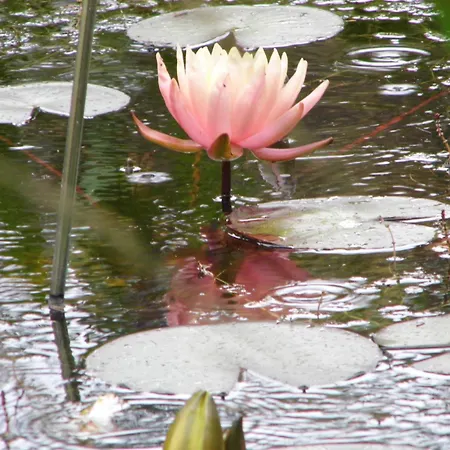 Seerose Neppermin