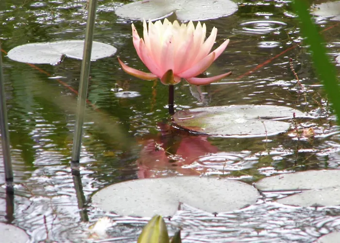 Seerose Neppermin